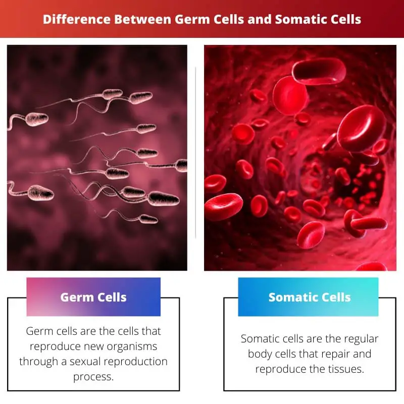 Difference Between Germ Cells and Somatic Cells