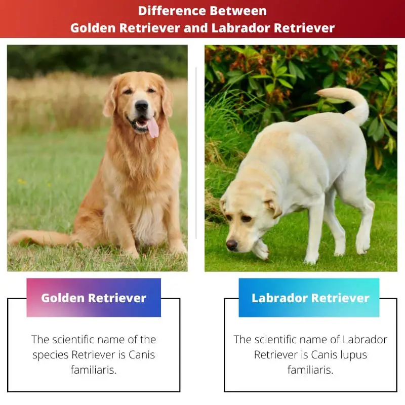 Différence entre Golden Retriever et Labrador Retriever