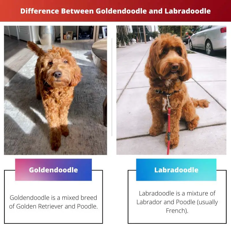 Goldendoodle和Labradoodle之间的区别