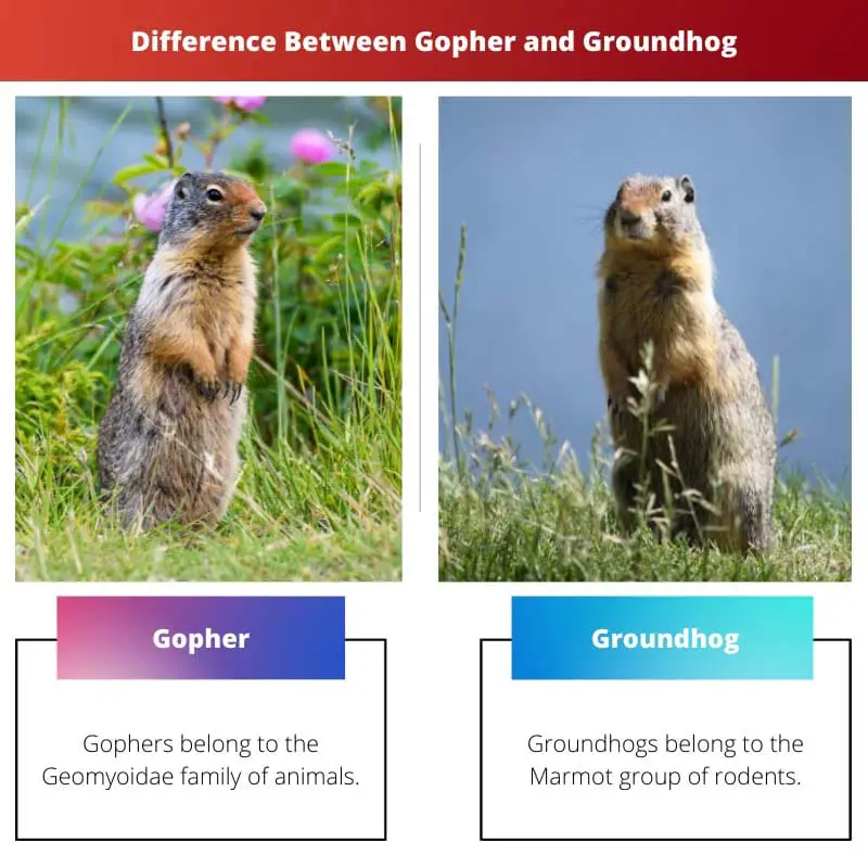 Rozdíl mezi Gopherem a Groundhogem