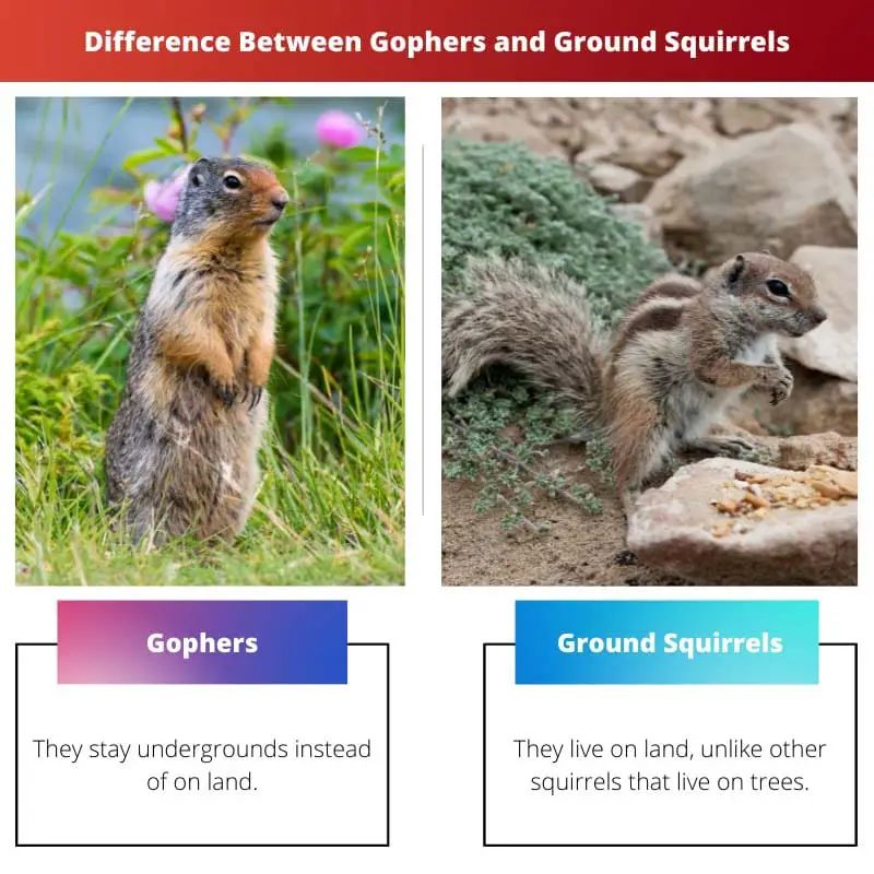 Difference Between Gophers and Ground Squirrels