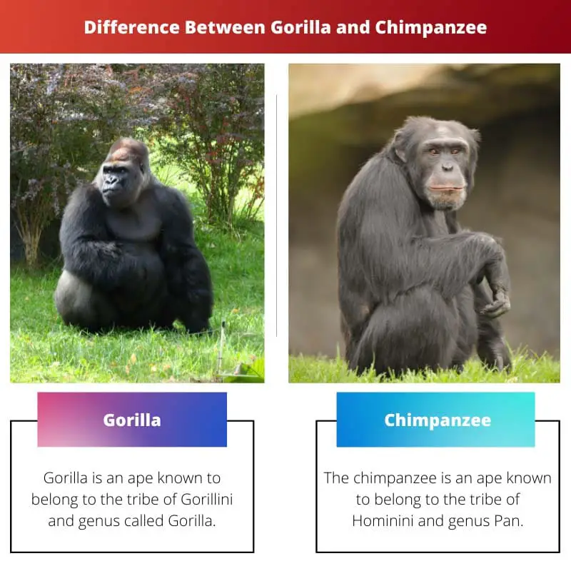 Difference Between Gorilla and Chimpanzee
