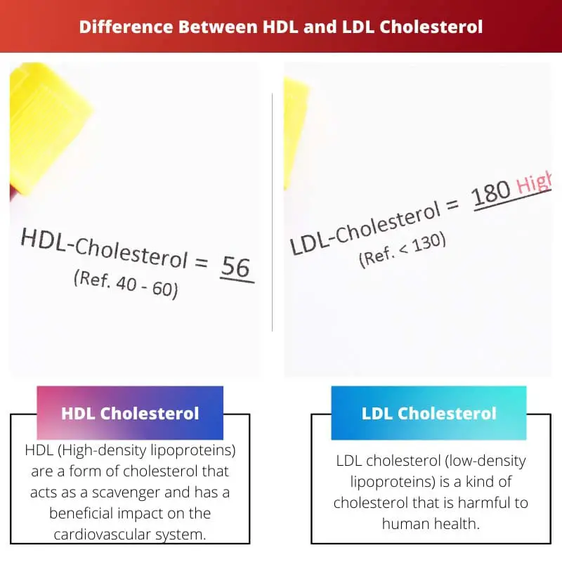 Difference Between HDL and LDL Cholesterol