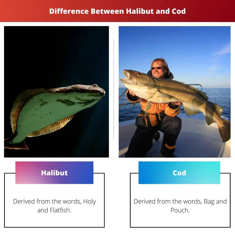 Difference Between Halibut and Cod