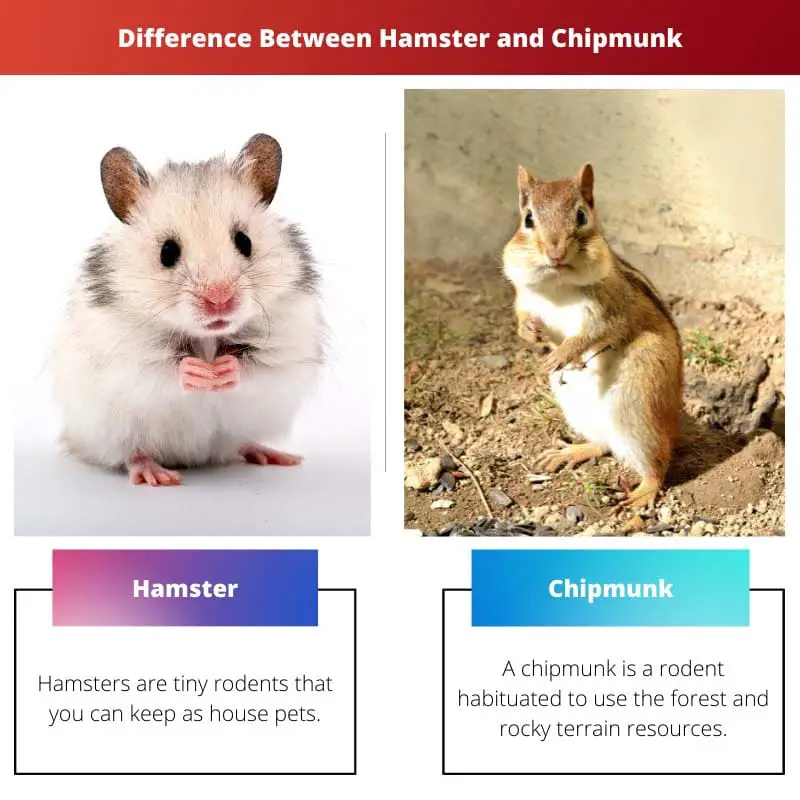 Difference Between Hamster and Chipmunk