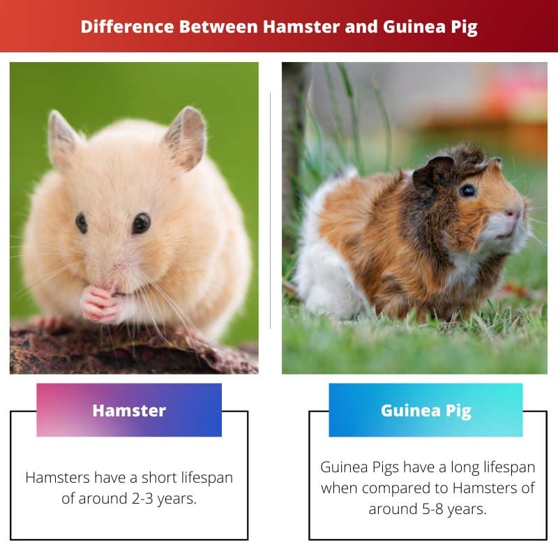 Diferença entre hamster e porquinho da índia