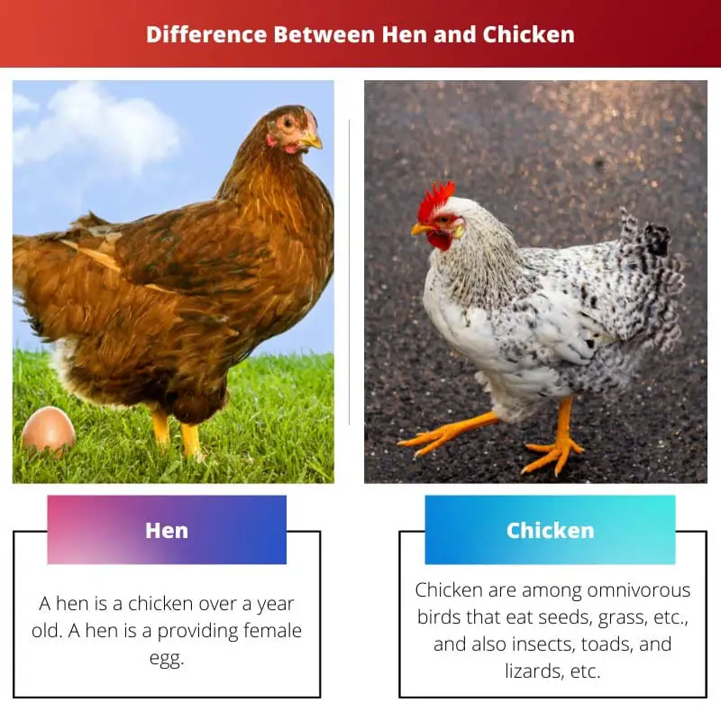 Difference Between Hen and Chicken
