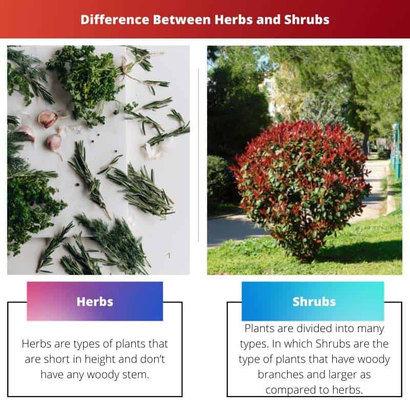 herbs-vs-shrubs-difference-and-comparison