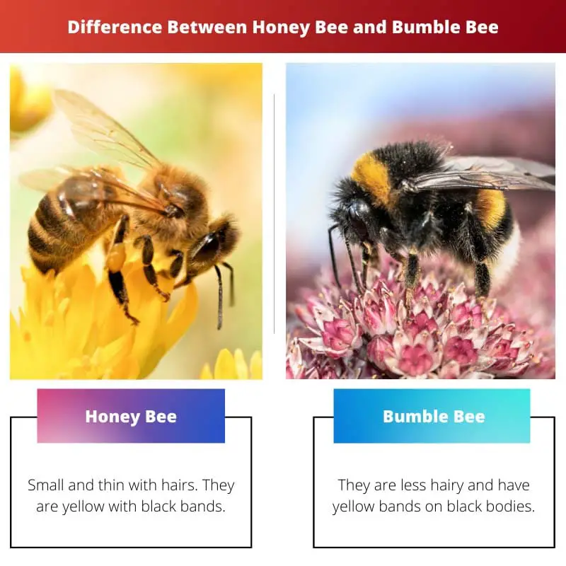 Difference Between Honey Bee and Bumble Bee