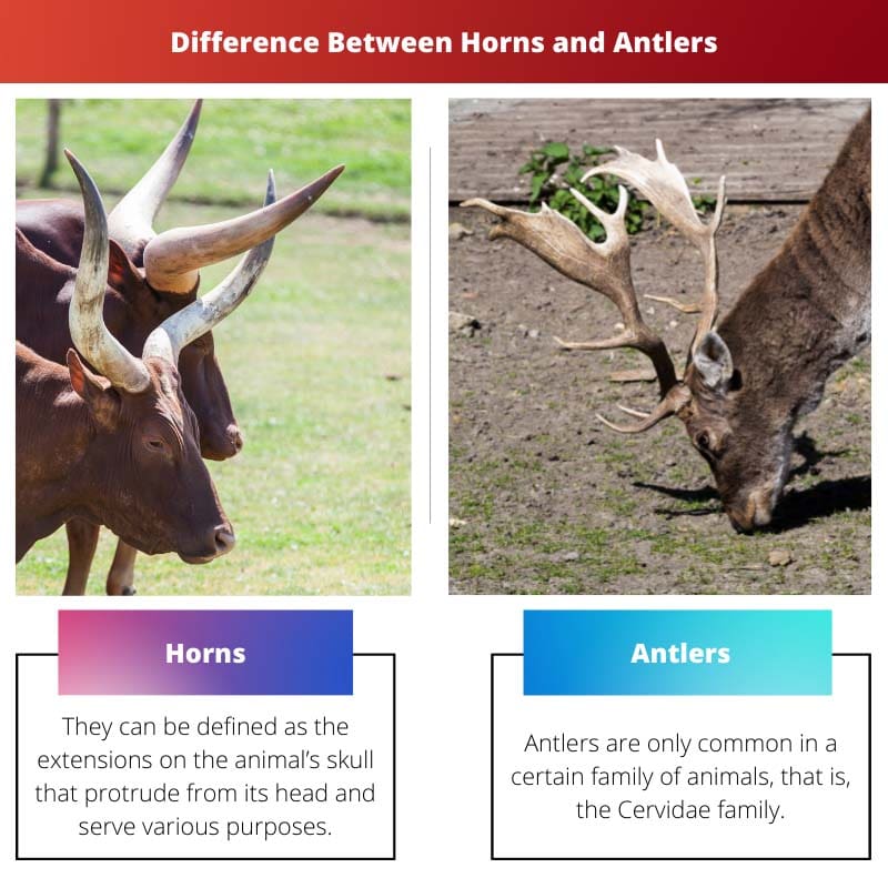 Difference Between Horns and Antlers