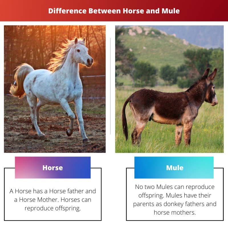 Разница между лошадью и мулом