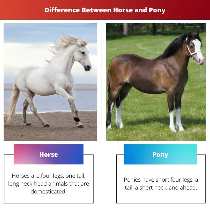 Difference Between Horse and Pony