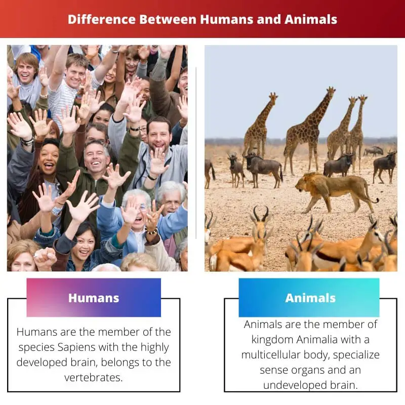 Difference Between Humans and Animals