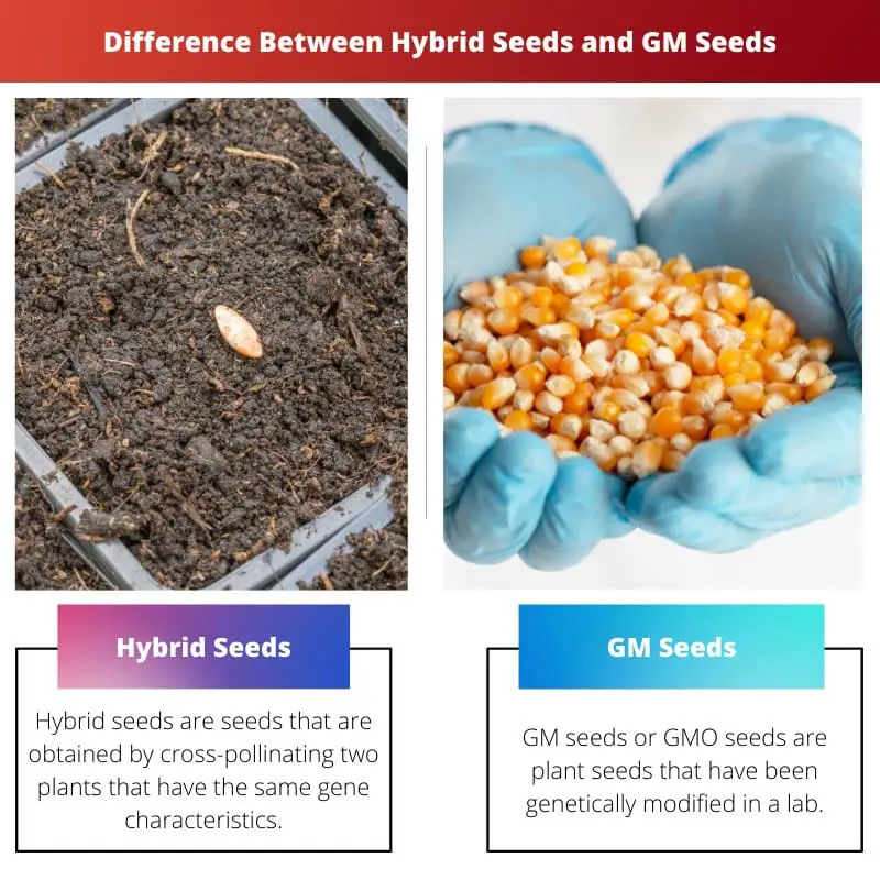 Atšķirība starp hibrīda sēklām un ģenētiski modificētām sēklām