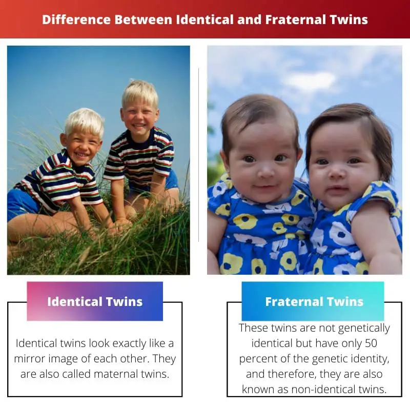 Difference Between Identical and Fraternal Twins