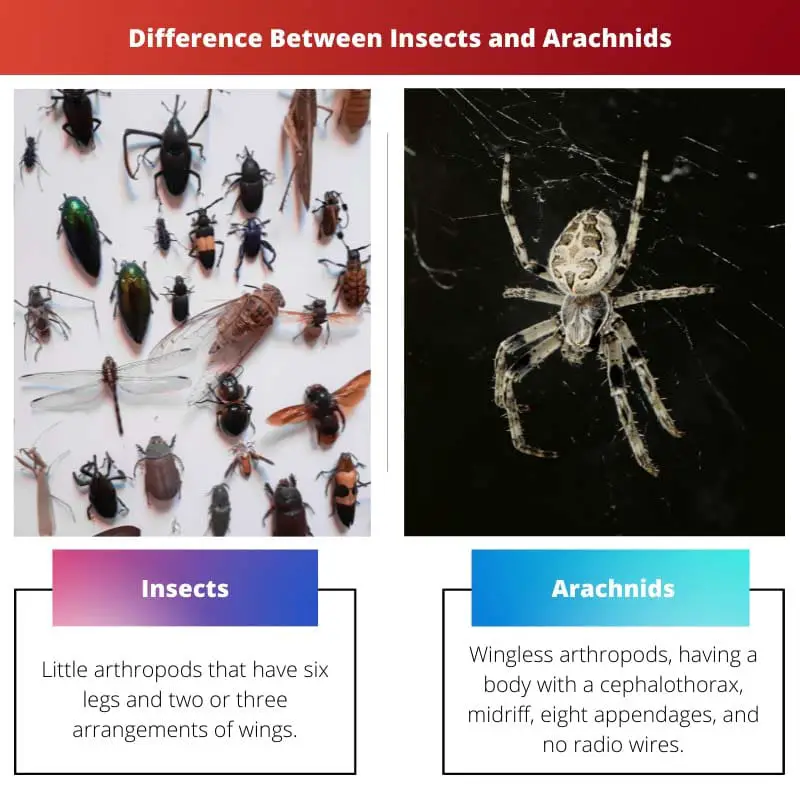 Diferencia entre insectos y arácnidos