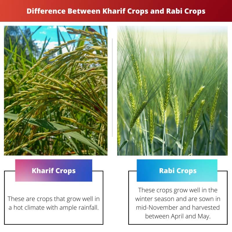 Diferença entre colheitas de Kharif e colheitas de Rabi