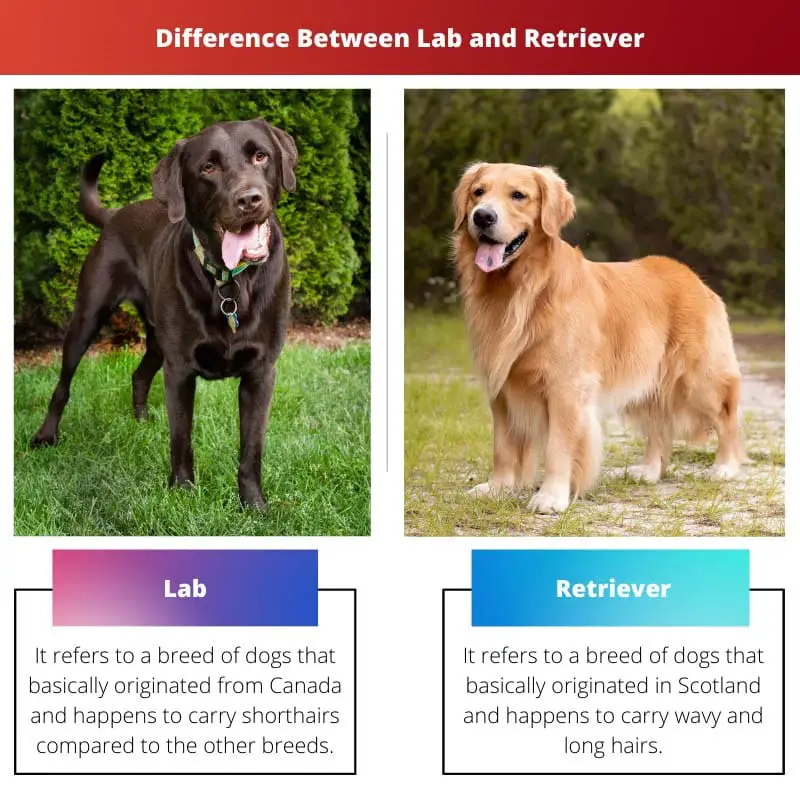 Difference Between Lab and Retriever
