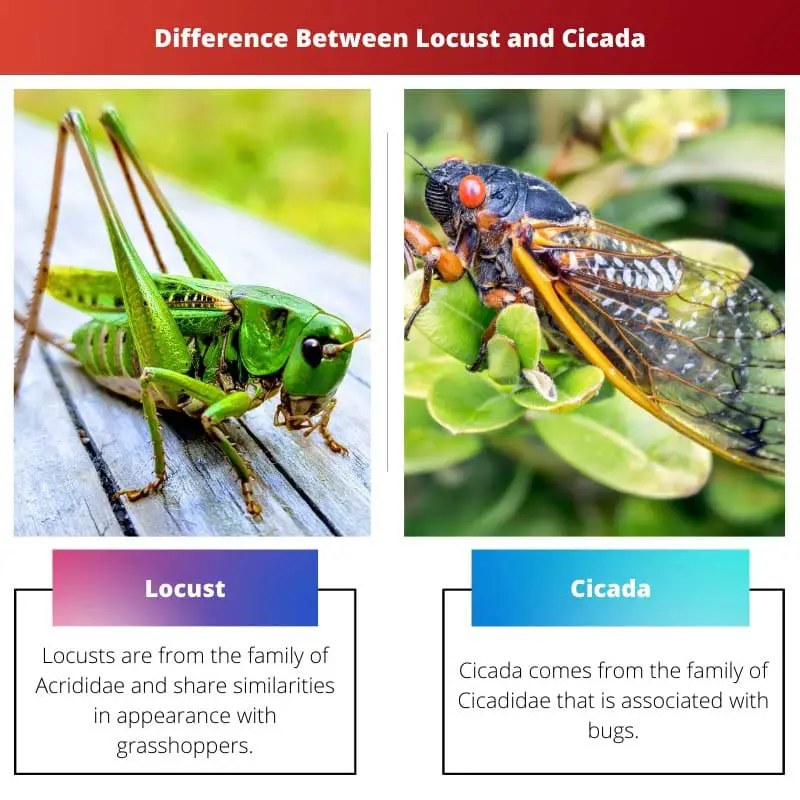 Difference Between Locust and Cicada