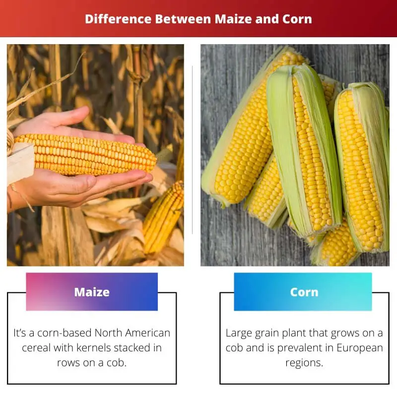Diferencia entre maíz y maíz
