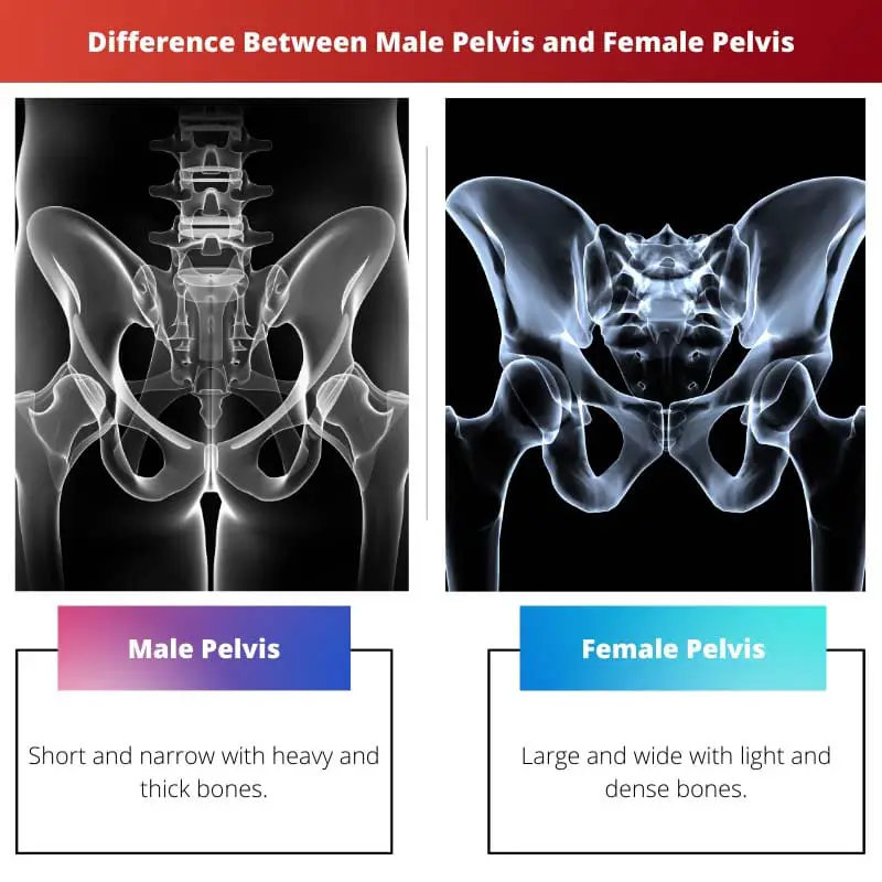 男性の骨盤と女性の骨盤の違い