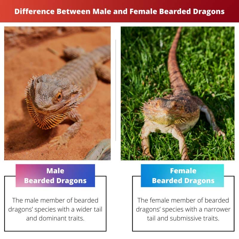 Difference Between Male and Female Bearded Dragons