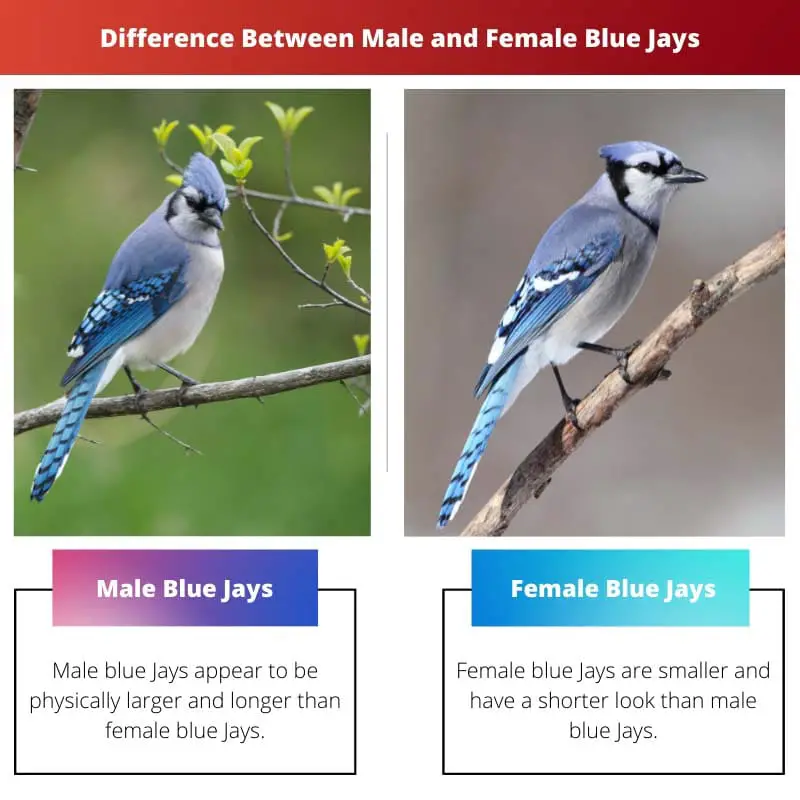 Difference Between Male and Female Blue Jays