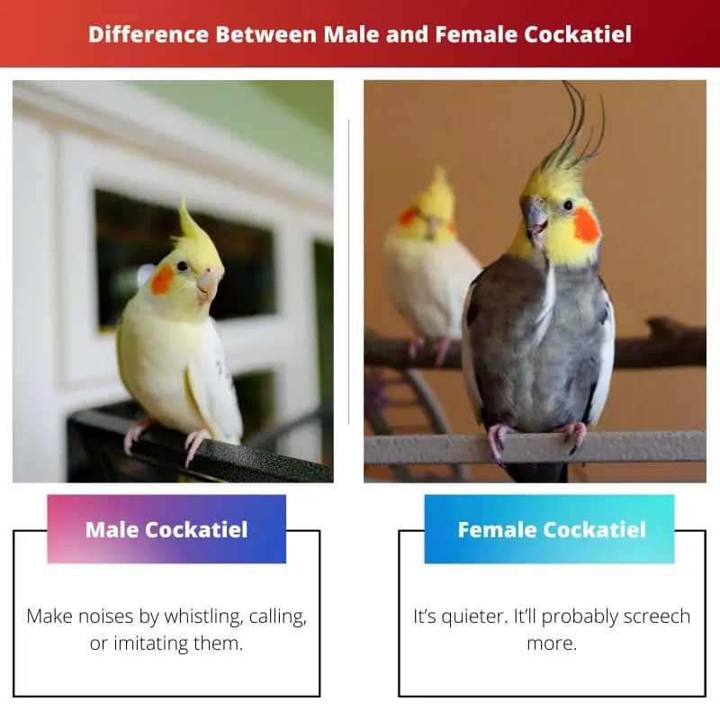 Verschil tussen mannelijke en vrouwelijke valkparkiet