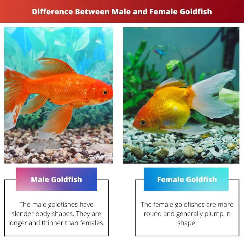 Diferencia entre peces dorados macho y hembra