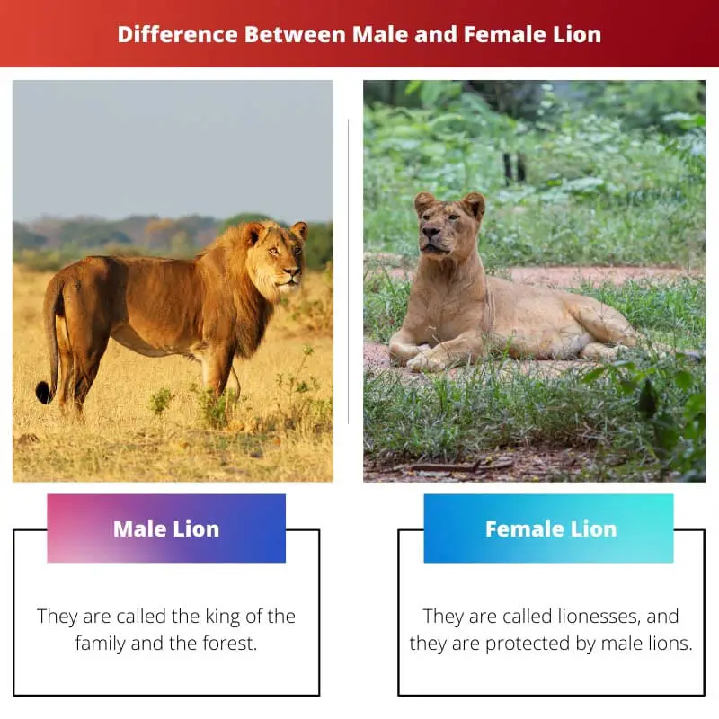 Difference Between Male and Female Lion