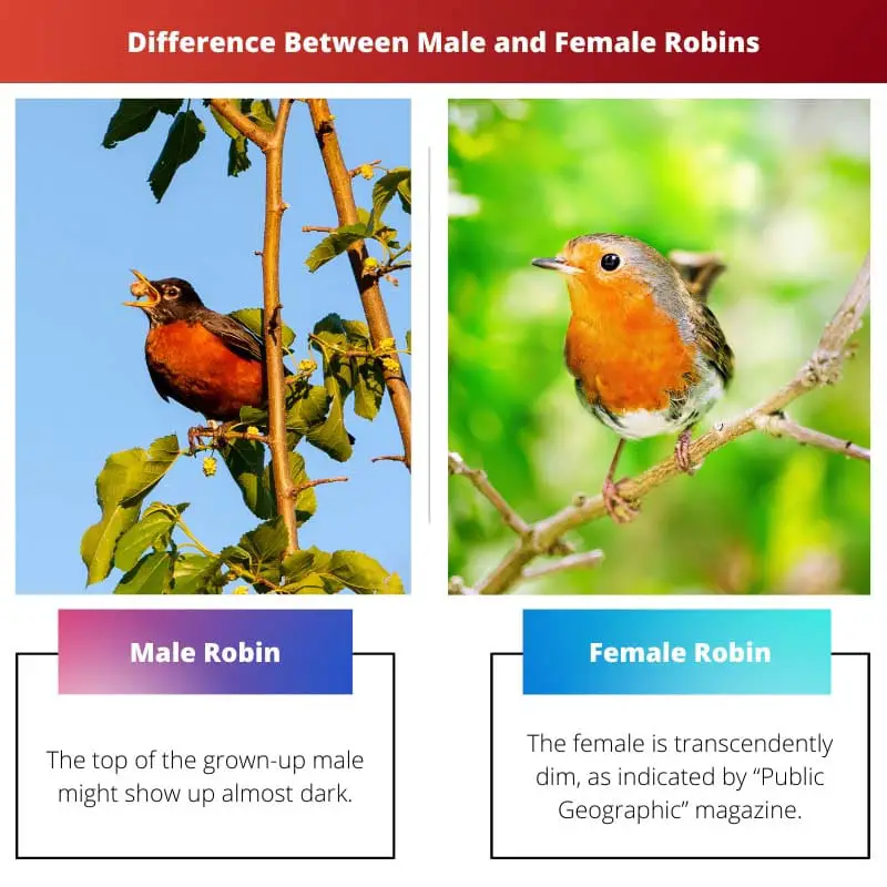 Razlika između muških i ženskih crvendaća