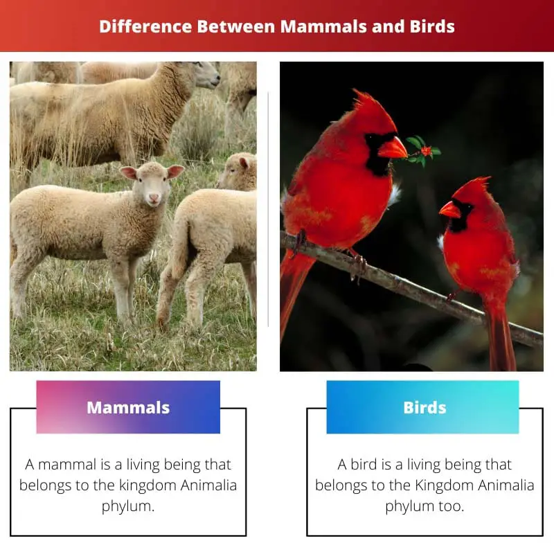 Sự khác biệt giữa động vật có vú và chim