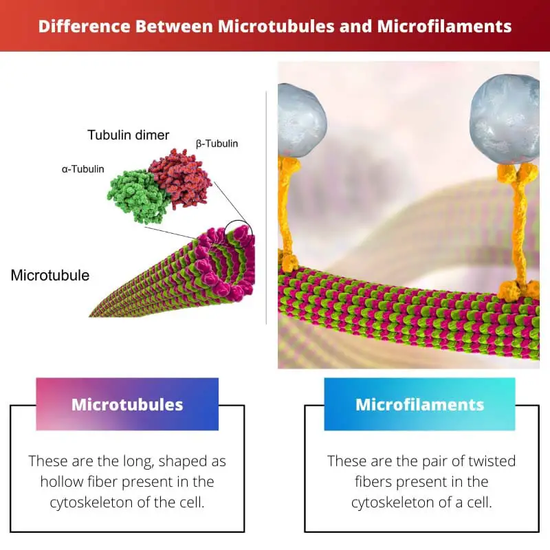 सूक्ष्मनलिकाएं और माइक्रोफिलामेंट्स के बीच अंतर