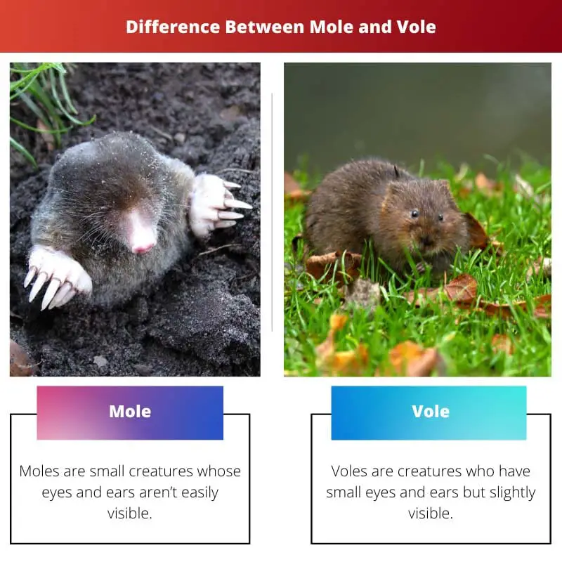 Diferença entre toupeira e ratazana