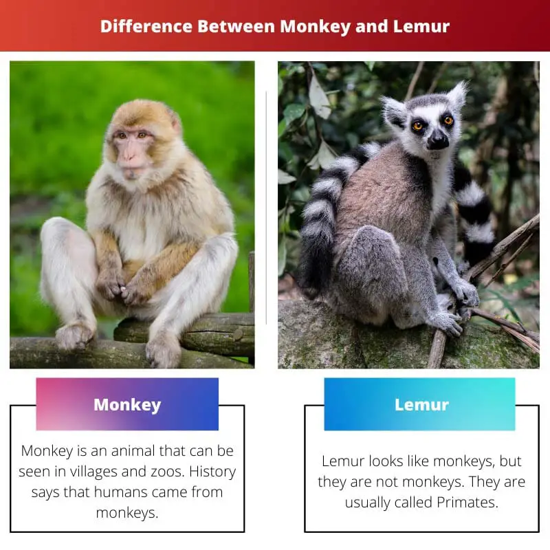 Sự khác biệt giữa khỉ và vượn cáo