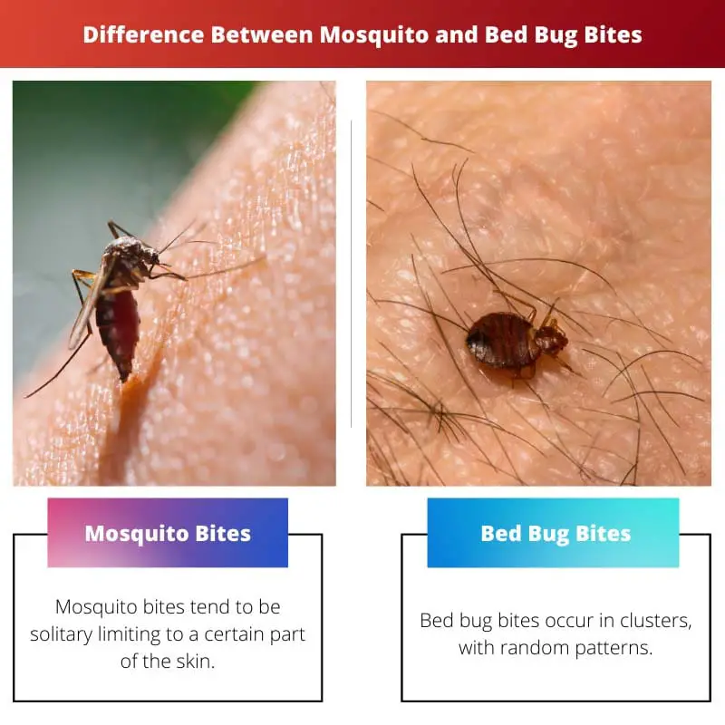 Razlika između uboda komaraca i stjenica