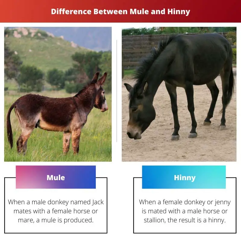Difference Between Mule and Hinny