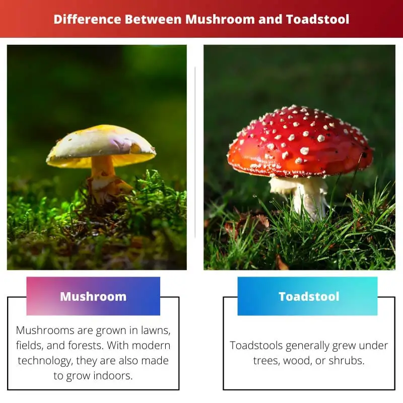 Forskellen mellem svamp og paddehat