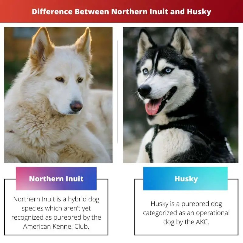 Verschil tussen noordelijke Inuit en Husky
