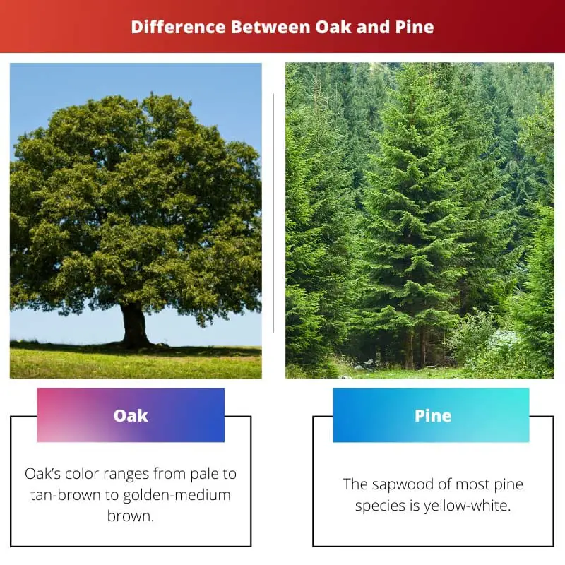 Diferencia entre roble y pino