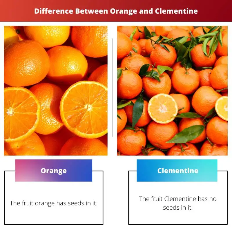 Différence entre l'orange et la clémentine