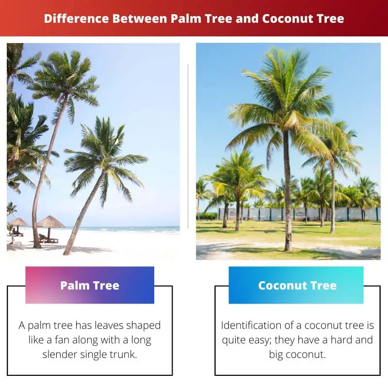 Verschil tussen palmboom en kokospalm
