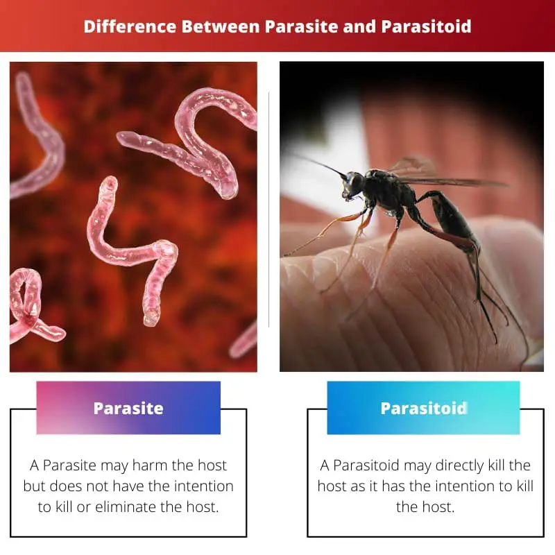 Verschil tussen parasiet en parasitoïde