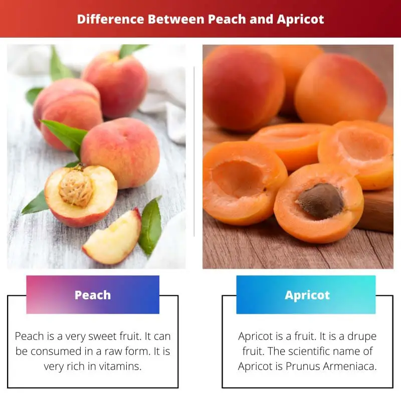 Différence entre pêche et abricot