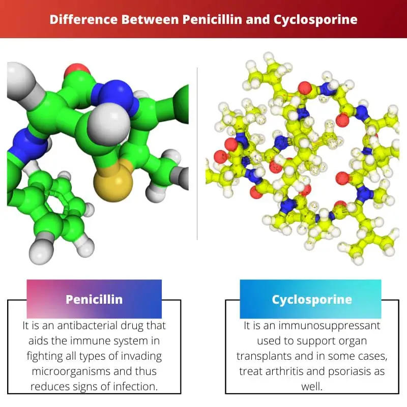 Ero penisilliinin ja syklosporiinin välillä