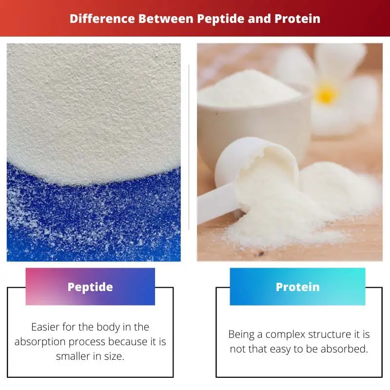 पेप्टाइड और प्रोटीन के बीच अंतर