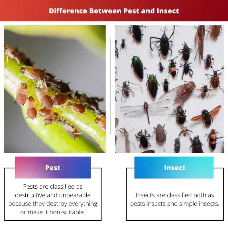 Difference Between Pest and Insect