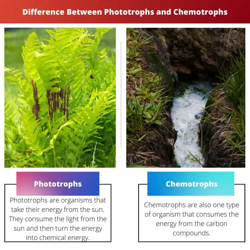 Diferencia entre fotótrofos y quimiotrofos
