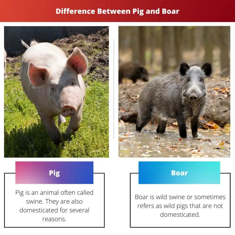 Difference Between Pig and Boar