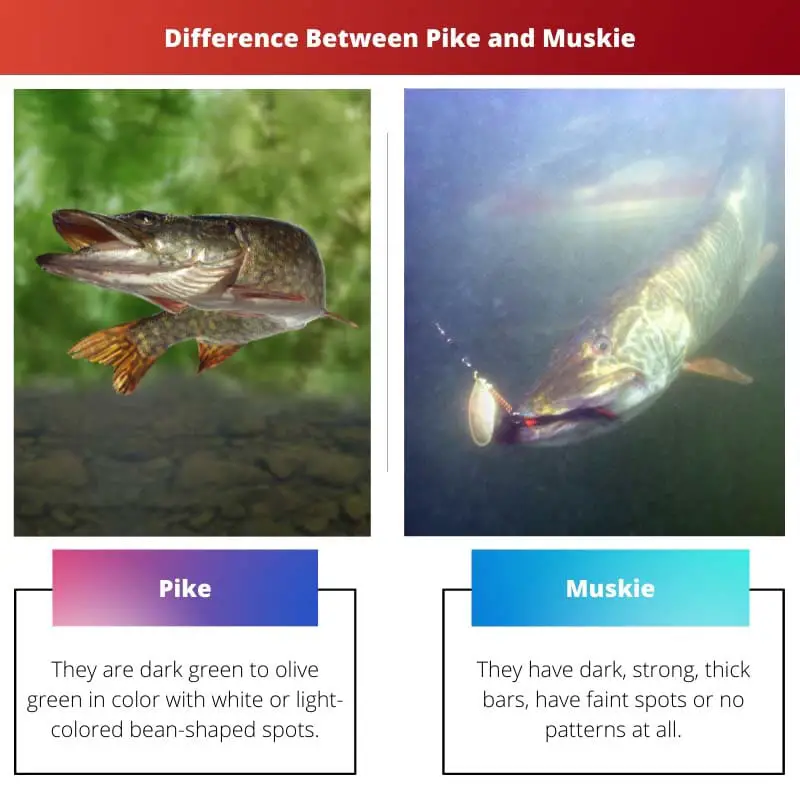 Unterschied zwischen Pike und Muskie